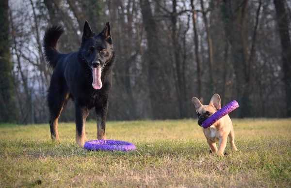 bulldog francese pastore tedesco