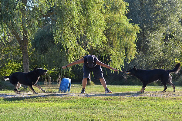 vivere con due cani aggressivi