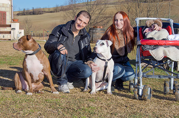 recupero cani canile pitbull rescue