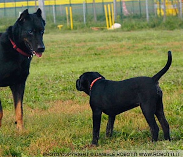 postura frontale nel cane