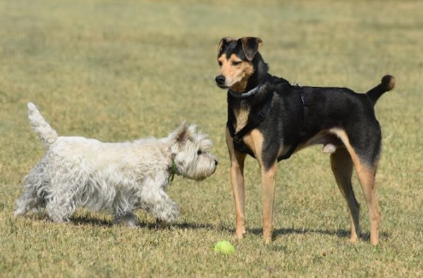 segnali di stress nel cane