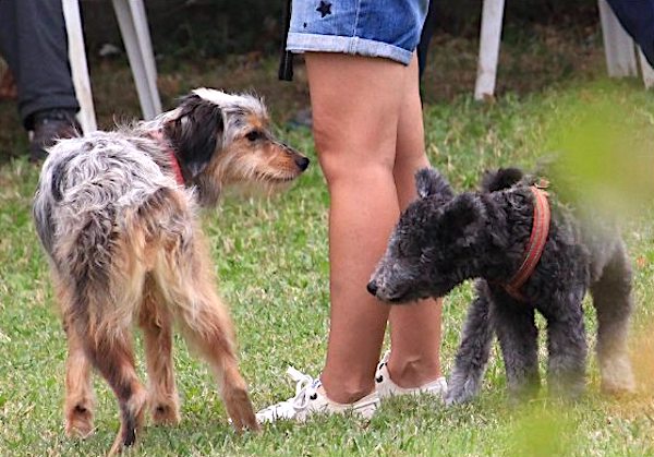 la comunicazione del cane