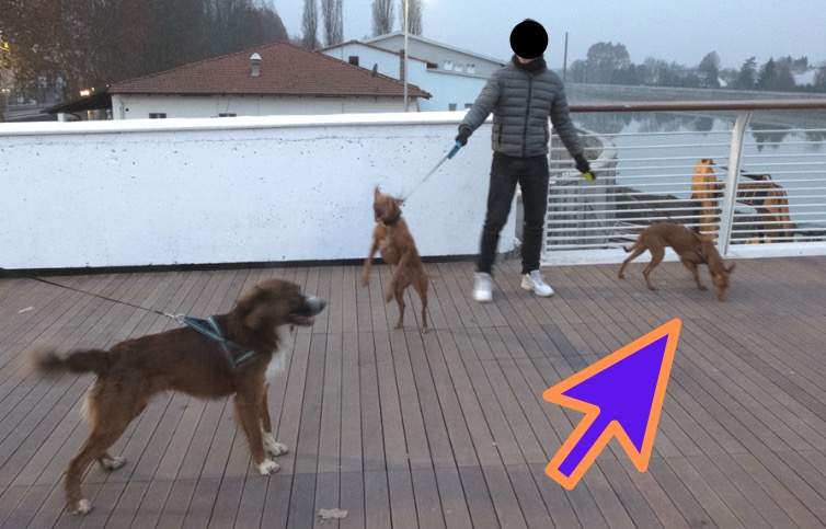 coem evitare una rissa tra cani