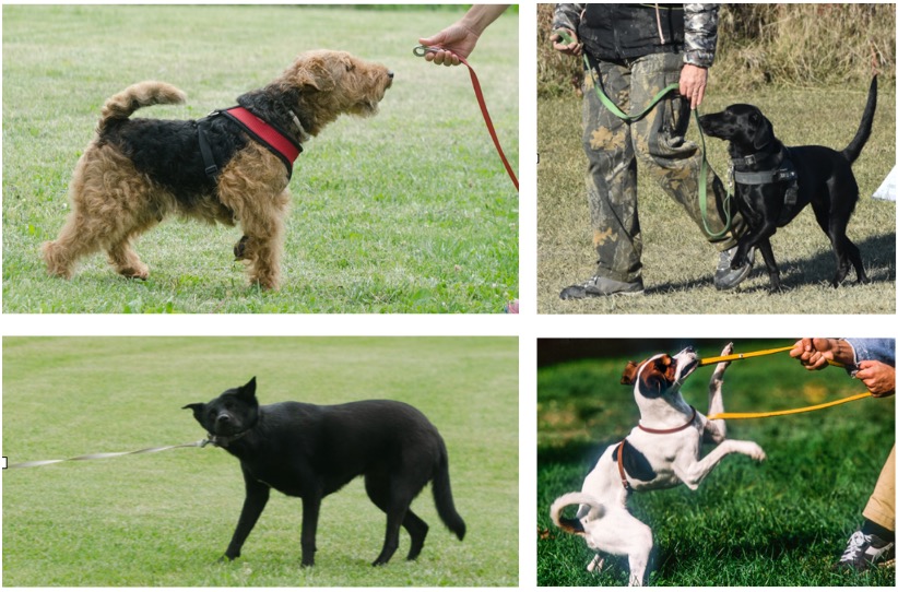 cane che morde il guinzaglio