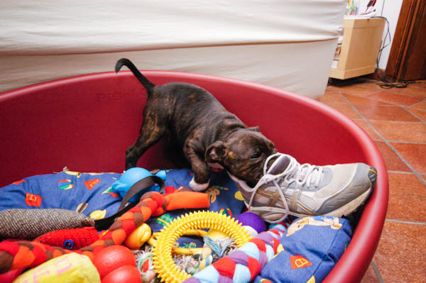 cucciolo morde le scarpe