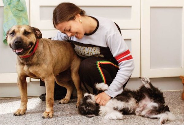 cane tranquillo con altro cane