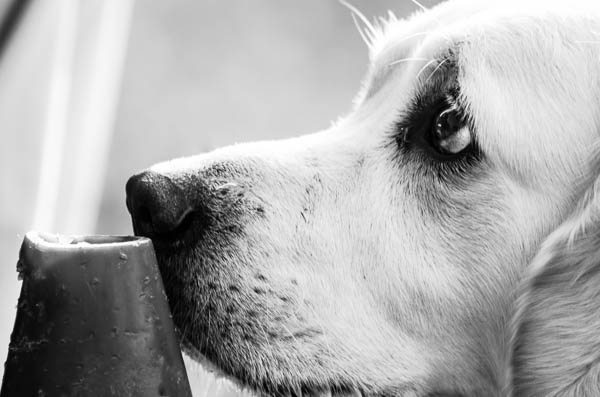 golden retriever clicker training