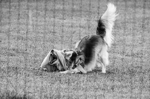 valutazione del cane