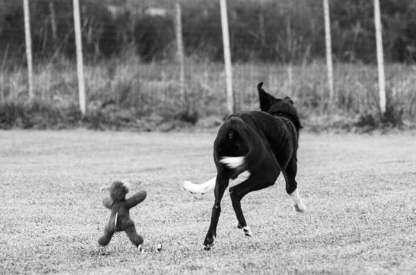 sicurezza del proprietario di cani