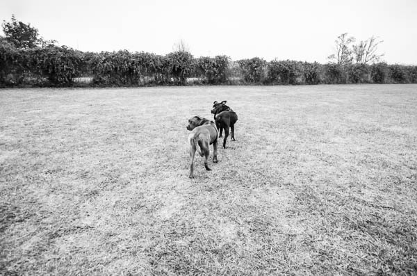 pitbull classe di socializzazione