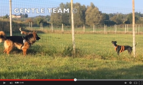 classi di socializzazione del cane