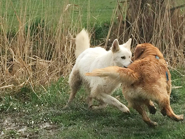 valutazione cane 4548