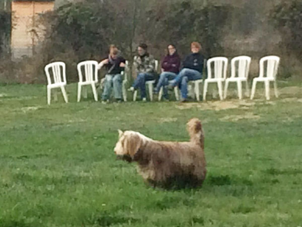 valutazione cane