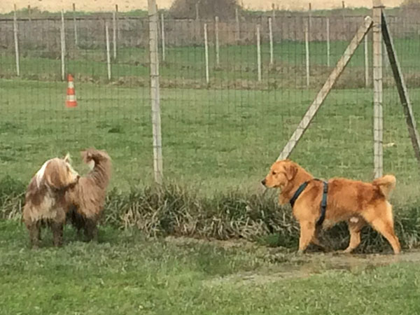 valutazione cane 4567