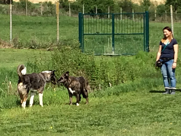 valutazione cane gruppo sociale