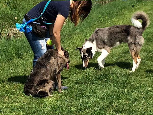 valutazione cane gruppo sociale