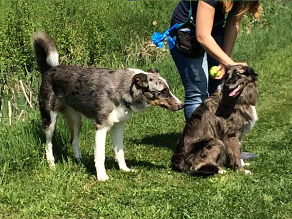 valutazione cane gruppo sociale