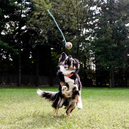 gioco con il cane pallina gappay