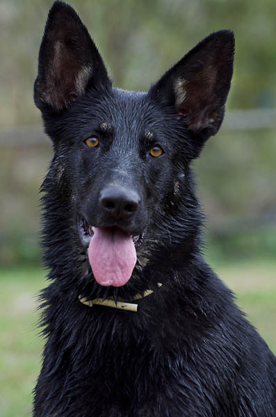 vivere cane aggressivo