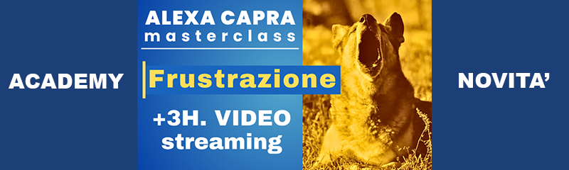 addestramento del cane video