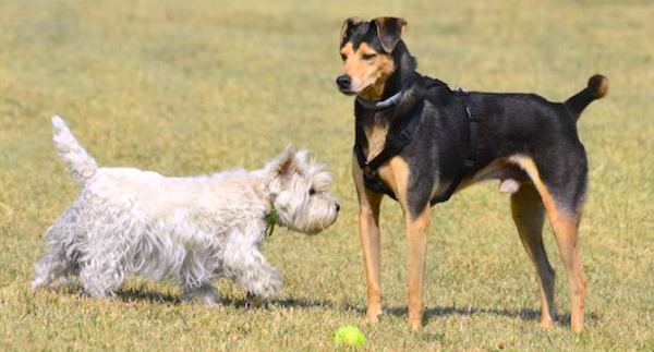 comportement de dominance des chiens