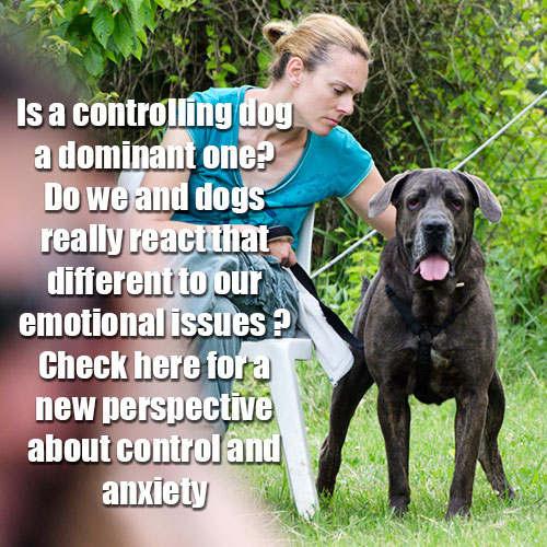 anxiety control dog