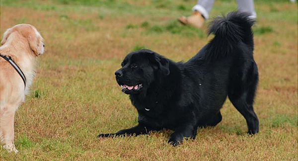 dog competitive and imposing behavior