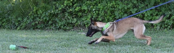 malinois play with a ball