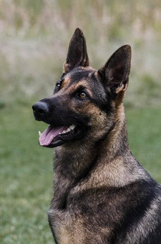 german shepherd breed dog