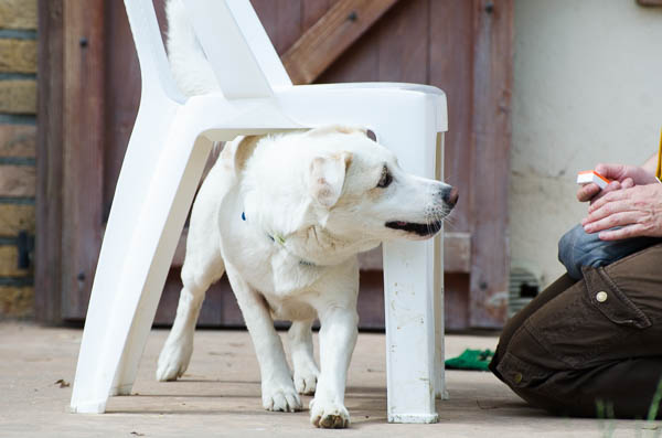 primary reinforcement dog training