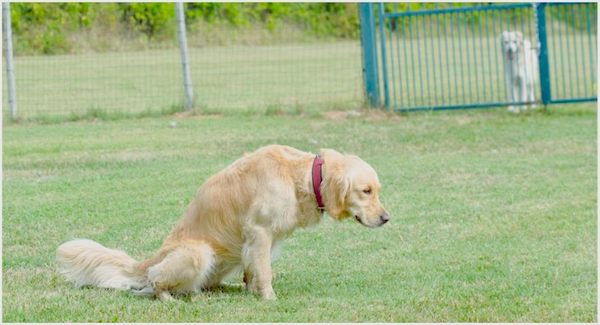 greeting signals in dog communication