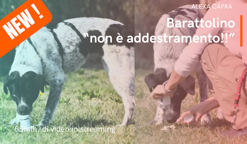 olfatto del cane il fiuto su traccia
