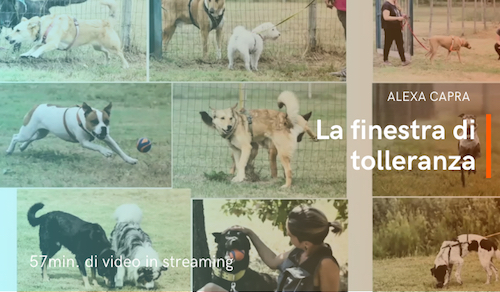 comportamento di stress del cane