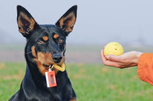 clicker training corso