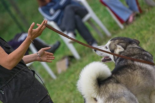 corsi educazione del cane e del cucciolo