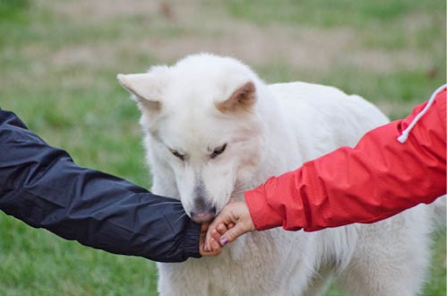 corsi educazione del cane e del cucciolo