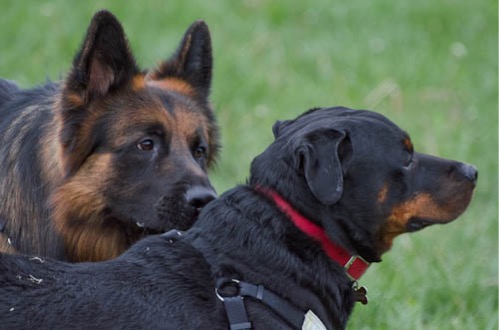 valutazione del cane
