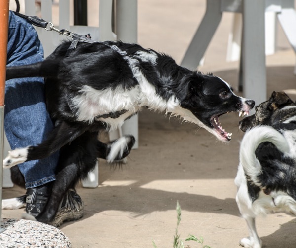 webinar su aggressiivtà al guinzaglio del cane