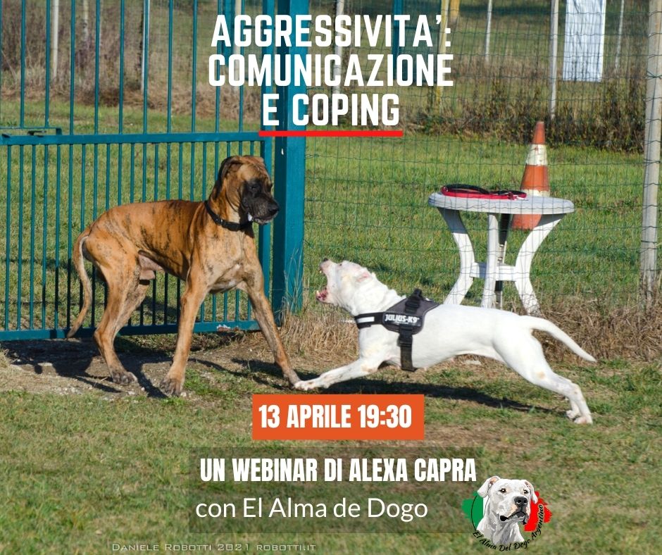 aggressività nel dogo argentino