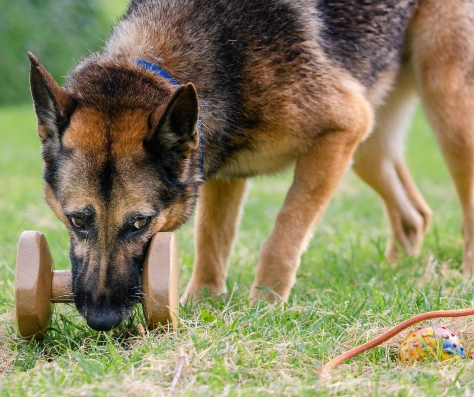 le emozioni del cane nelle prove di lavoro