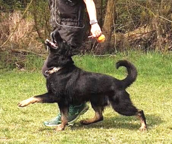 il behaviorismo nel cane