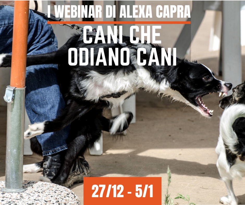 educazione del cane aggressivo