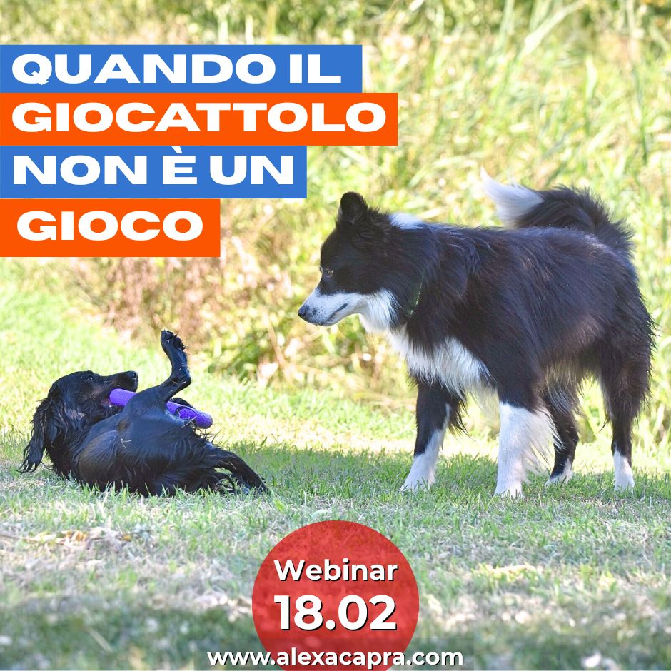 comportamento di gioco del cane