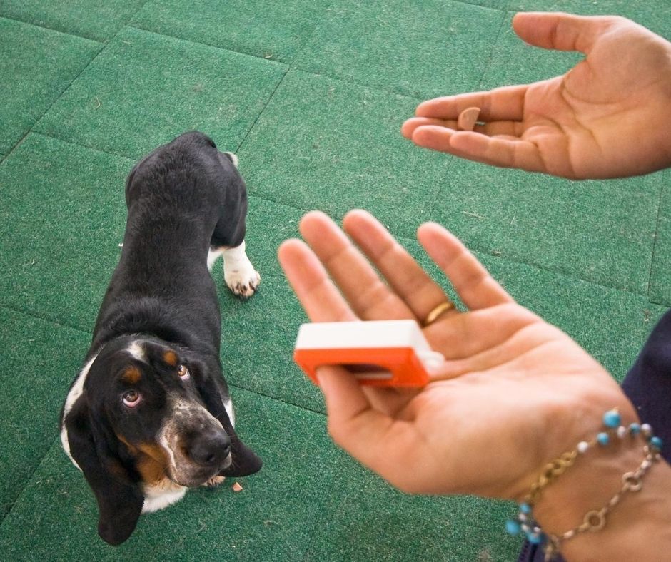 come lavorare con il clicker nell'educazione del cane