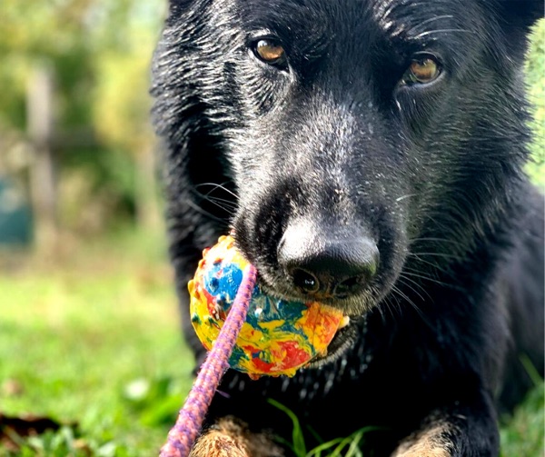 il comportamento di coping nel cane