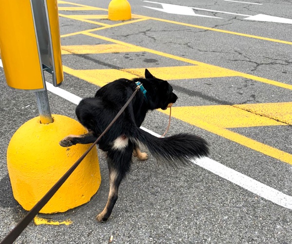 il comportamento di marcatura nel cane