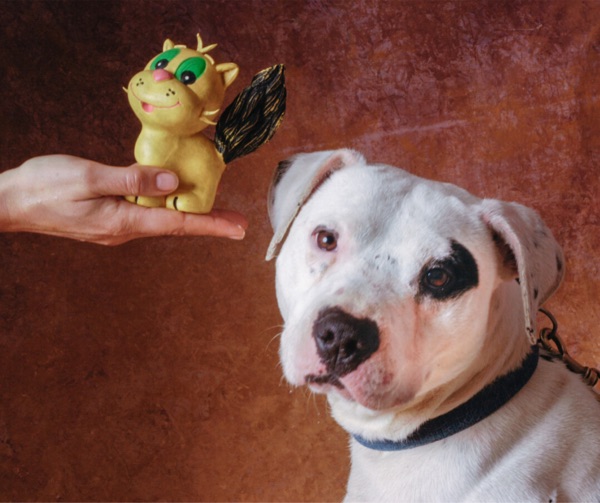 educazione del pit bull