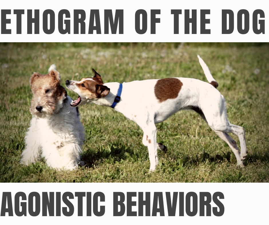 aggressive behaviour dog