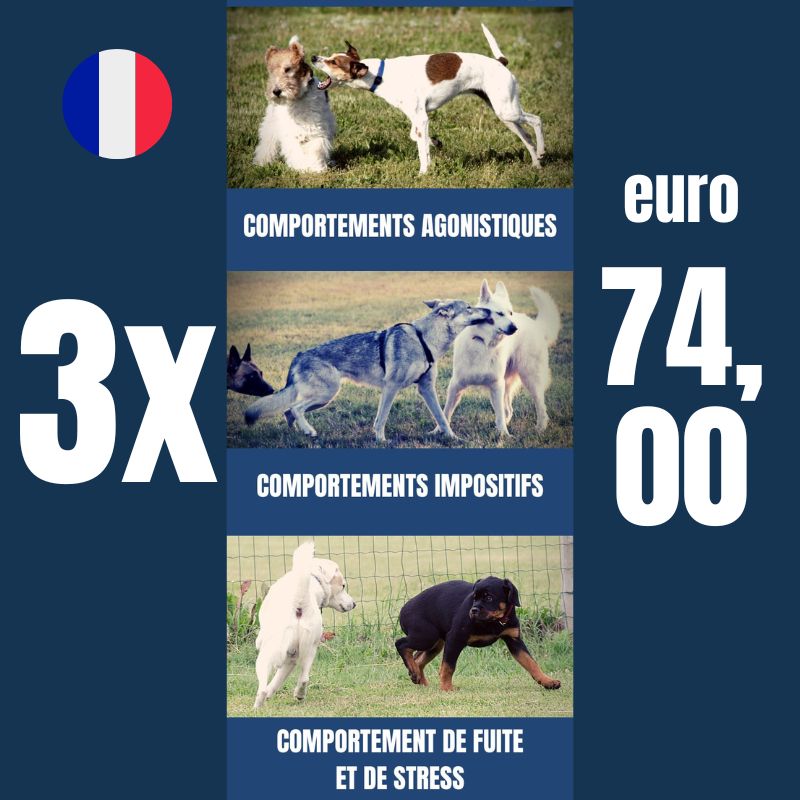 le guide du comportement du chien